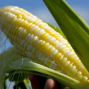 Sweet Corn (Farm Stand Purchase Only)