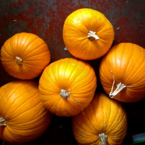 Pumpkins (Farm Stand Purchase Only)